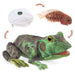 Folkmanis Frog Lifecycle Puppet