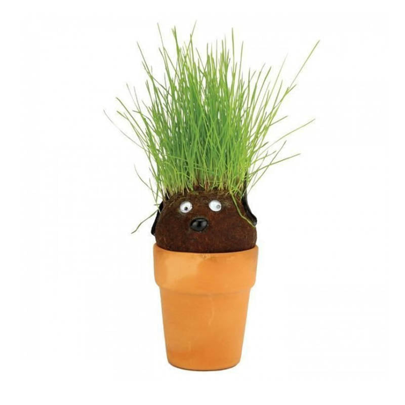 Mrs Green Pot Head Plant