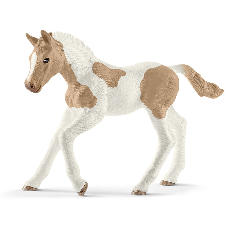 Paint Horse Foal