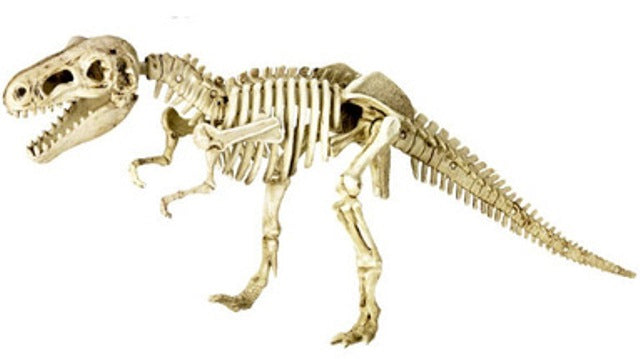 3D Model T-Rex