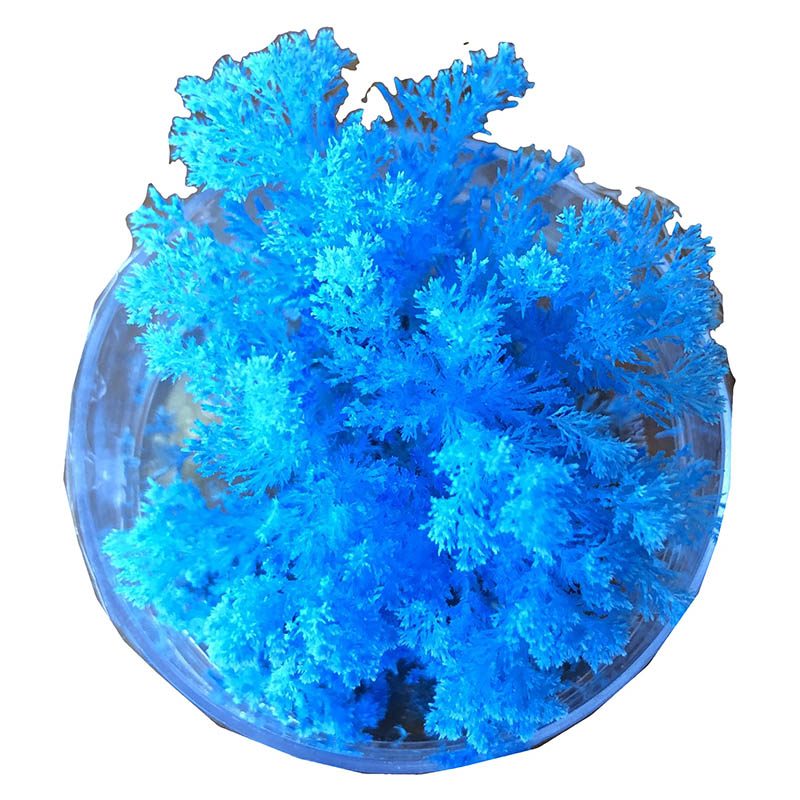 Science & Nature Coral Reef Magic Rock Blue