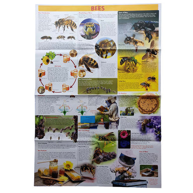 Discover Bees Educational Tin Set Poster