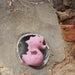Tikiri Rubber Seahorse Sealed Bath Toy Rock