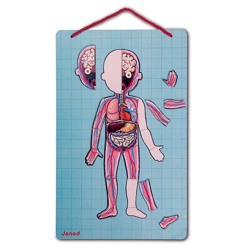 Janod  Human Body Magnet Puzzle 2