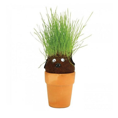 Mrs Green Pot Head Plant