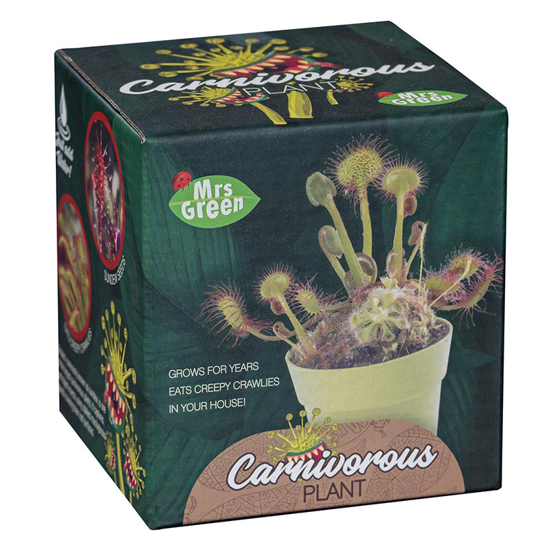 Mrs Green Carnivorous Plant Box