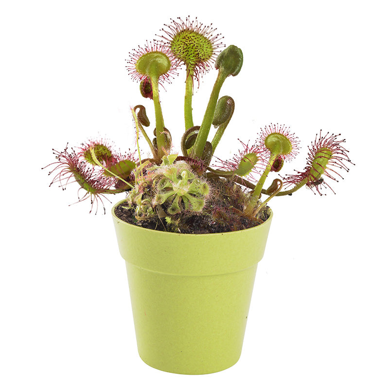 Mrs Green Carnivorous Plant