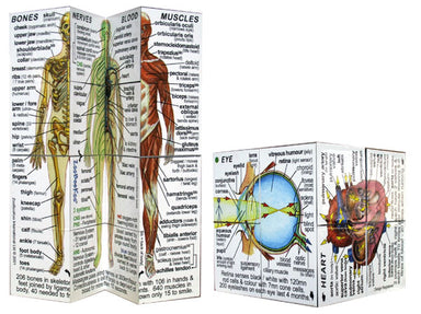 Zoobookoo Cube Book Human Body